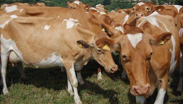 Guernsey Calves, Heifers And Springers: A2 Milk Yield